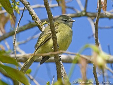 Image of Greenish Tyrannulet