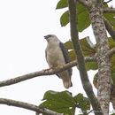 Imagem de Gavião-pombo-grande