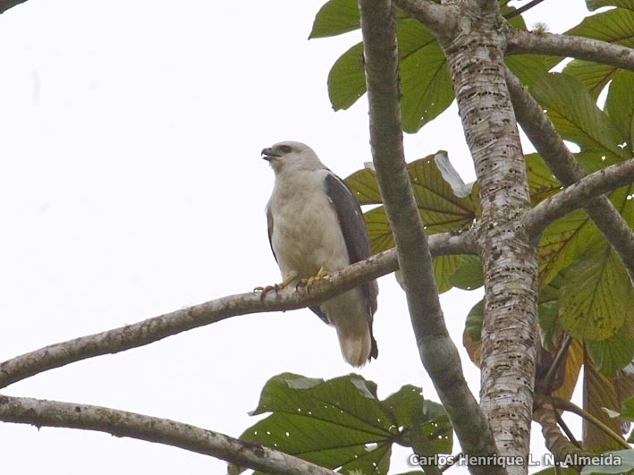 Imagem de Gavião-pombo-grande