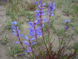 Image of blue penstemon