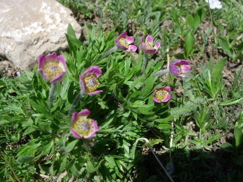 Image of Pacific anemone