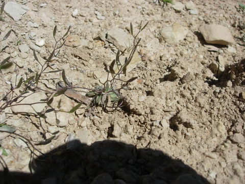 صورة Draba crassifolia Graham