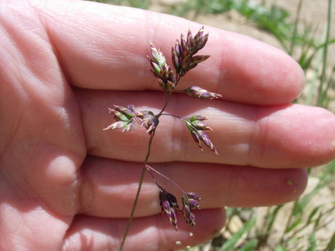 Image of alpine bluegrass