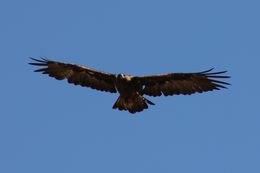 Image of Golden eagle