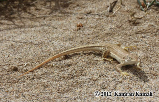 Image of Eremias fasciata Blanford 1874