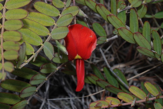 Image of Oahu riverhemp