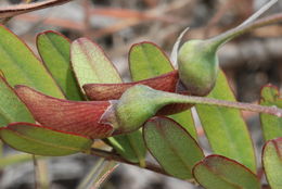 Image of Oahu riverhemp