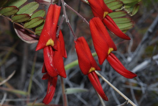 Image de Sesbania tomentosa Hook. & Arn.