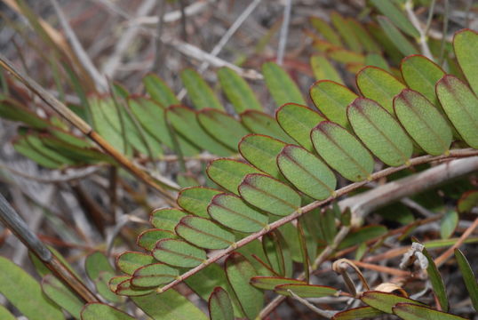 Image de Sesbania tomentosa Hook. & Arn.