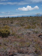 Image of Oahu riverhemp