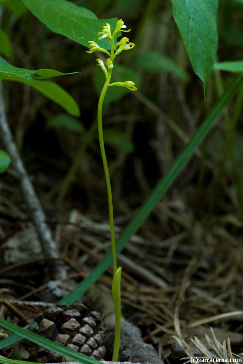 Image of Yellow coralroot