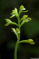 Image of Yellow coralroot
