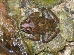 Image of Corsican Painted Frog