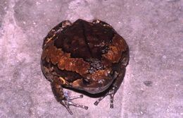 Image of Banded Bullfrog