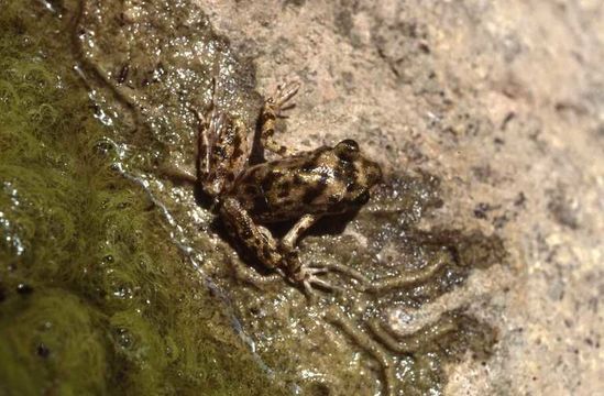 Image of Majorca Midwife Toad