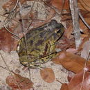 Image of Sclerophrys poweri (Hewitt 1935)