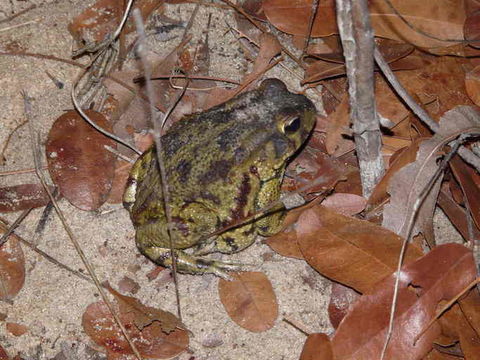 صورة Sclerophrys poweri (Hewitt 1935)