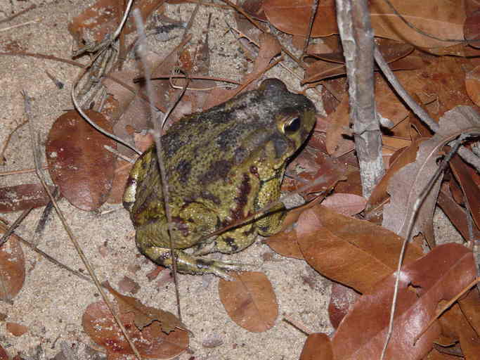 Image of Sclerophrys poweri (Hewitt 1935)