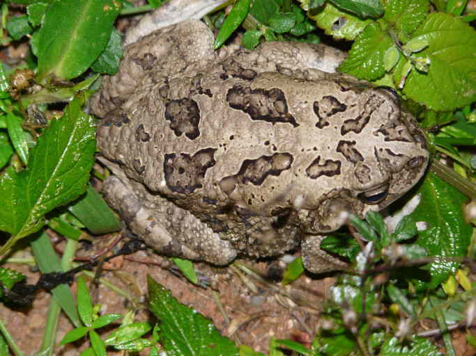 Image of Common African toad