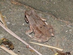 Image of African Red Toad