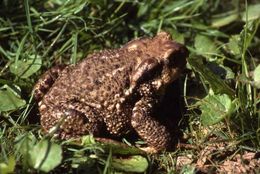 Image of Spiny Common Toad