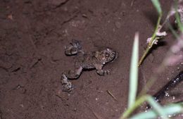 Image de Sonneur à pieds épais