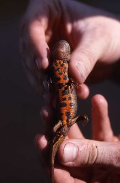 Image of Italian crested newt