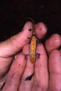 Image of Italian Newt