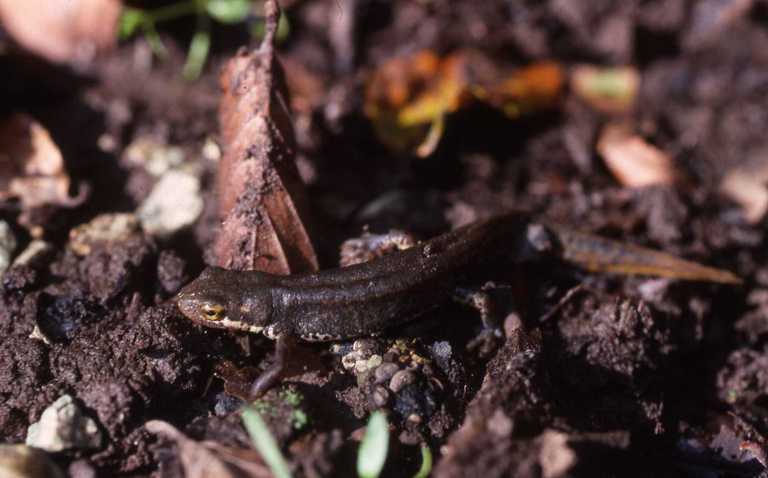 Image of Italian newt