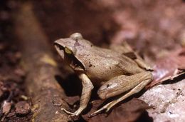 Imagem de Aglyptodactylus madagascariensis (Duméril 1853)