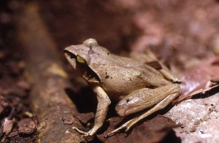 Image of Madagascar Jumping Frog