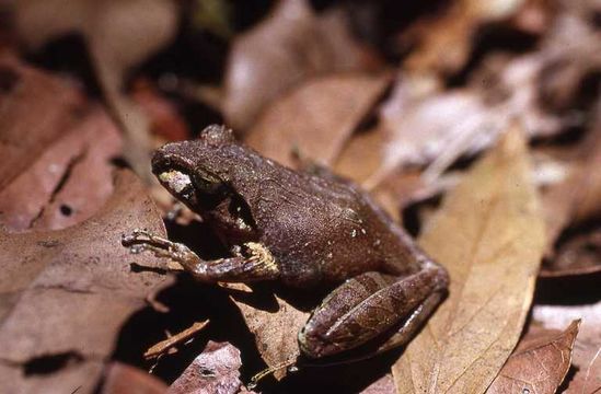 Image of Massif Madagascar Frog