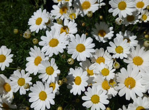 Image of marguerite