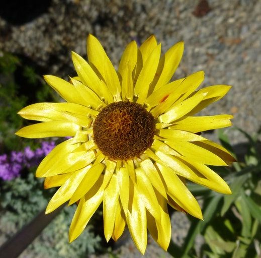 Image of bracted strawflower