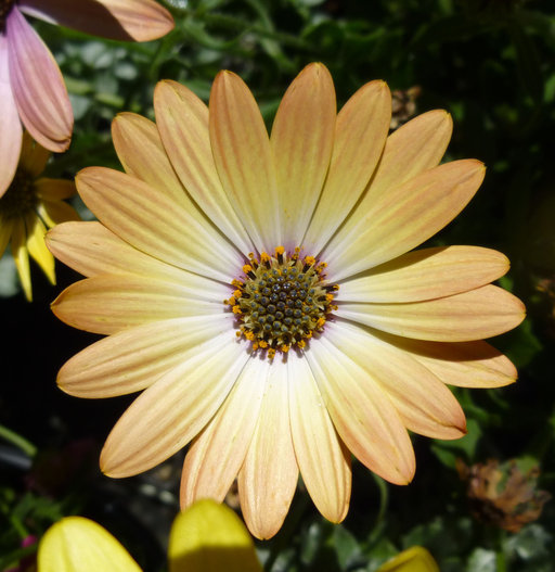 Image of blue and white daisybush