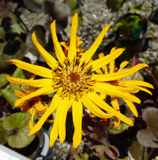 Image of summer ragwort