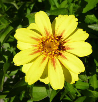 Imagem de Zinnia elegans Jacq.