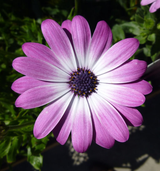 Image of daisybush