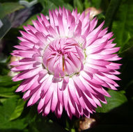 Image of bracted strawflower