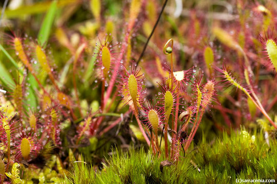 صورة Drosera anglica Huds.