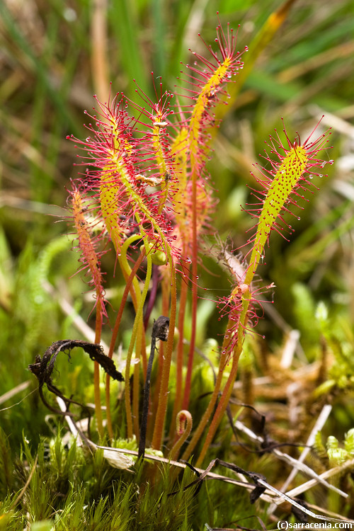 صورة Drosera anglica Huds.