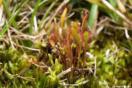 Image of Great Sundew