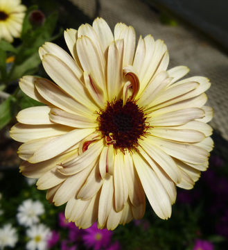 Image of pot marigold