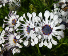 Image of daisybush