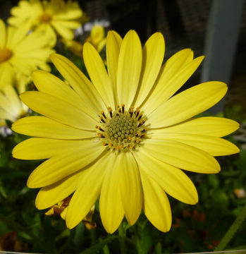 Image of daisybush