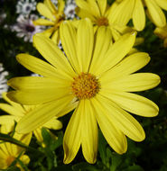 Image of daisybush