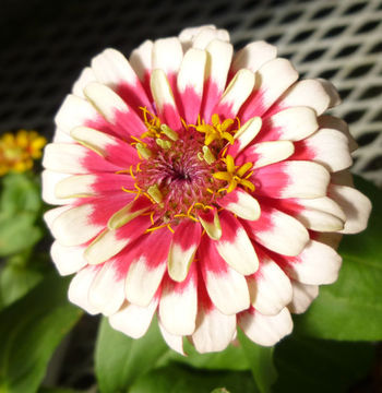 Image of ELEGANT ZINNIA