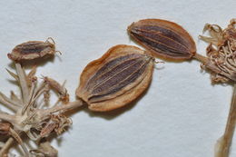 Image of Big Pine biscuitroot