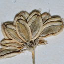 Image of alkali desertparsley