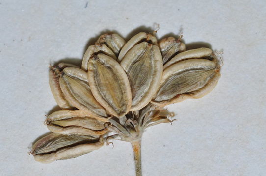 Lomatium caruifolium var. denticulatum (Jepson) Jeps. resmi